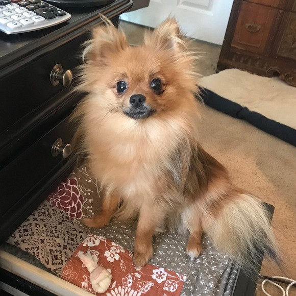 Meet your Posher, Manda - Picture 1 of 1